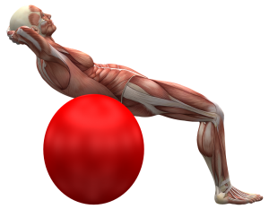 exercise ball 2277451 1280 300x233 - Was ist Muskelzucken bei Multipler Sklerose?